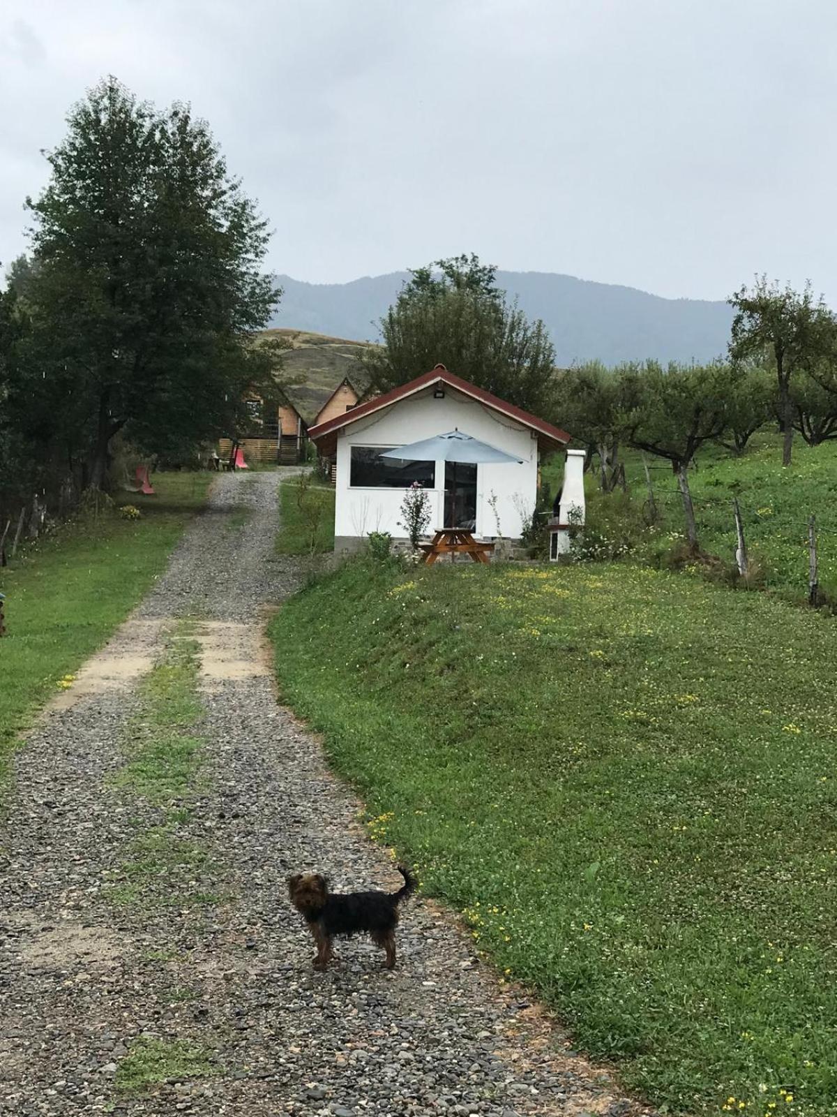 Cabanele Lu' Dinu Curtea de Argeş Exterior foto